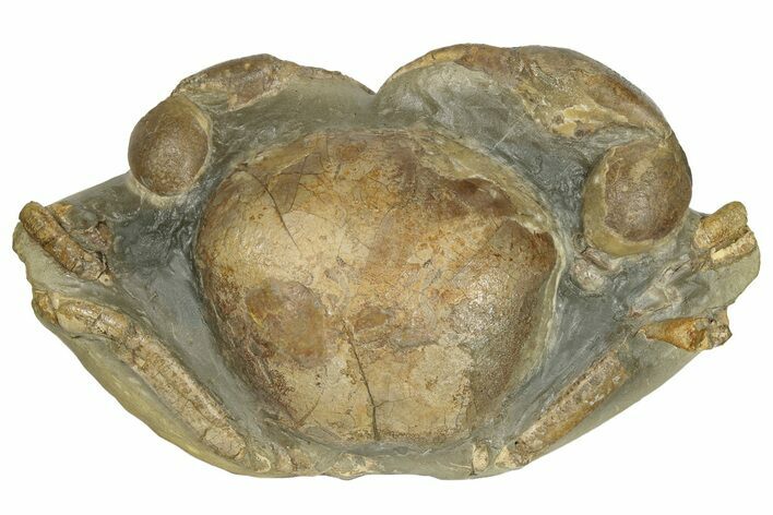 Miocene Fossil Crab (Tumidocarcinus) - New Zealand #145228